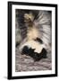 Striped Skunk-DLILLC-Framed Premium Photographic Print