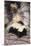 Striped Skunk-DLILLC-Mounted Premium Photographic Print