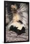 Striped Skunk-DLILLC-Framed Premium Photographic Print