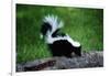 Striped Skunk-W^ Perry Conway-Framed Photographic Print