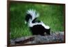 Striped Skunk-W^ Perry Conway-Framed Photographic Print