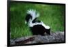 Striped Skunk-W^ Perry Conway-Framed Photographic Print