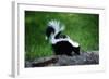 Striped Skunk-W^ Perry Conway-Framed Photographic Print