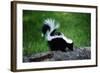 Striped Skunk-W^ Perry Conway-Framed Photographic Print