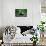 Striped Skunk-W^ Perry Conway-Photographic Print displayed on a wall