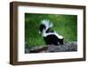 Striped Skunk-W^ Perry Conway-Framed Photographic Print