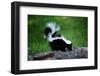 Striped Skunk-W^ Perry Conway-Framed Photographic Print