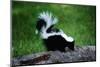 Striped Skunk-W^ Perry Conway-Mounted Photographic Print