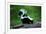 Striped Skunk-W^ Perry Conway-Framed Photographic Print