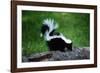 Striped Skunk-W^ Perry Conway-Framed Photographic Print