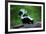 Striped Skunk-W^ Perry Conway-Framed Photographic Print