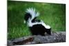 Striped Skunk-W^ Perry Conway-Mounted Photographic Print