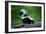 Striped Skunk-W^ Perry Conway-Framed Photographic Print