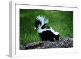 Striped Skunk-W^ Perry Conway-Framed Photographic Print