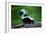 Striped Skunk-W^ Perry Conway-Framed Photographic Print