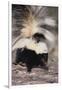 Striped Skunk-DLILLC-Framed Photographic Print