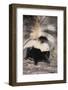 Striped Skunk-DLILLC-Framed Photographic Print