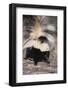 Striped Skunk-DLILLC-Framed Photographic Print