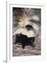 Striped Skunk-DLILLC-Framed Photographic Print