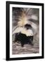 Striped Skunk-DLILLC-Framed Photographic Print