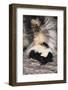 Striped Skunk-DLILLC-Framed Photographic Print