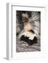 Striped Skunk-DLILLC-Framed Photographic Print