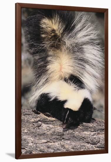 Striped Skunk-DLILLC-Framed Photographic Print