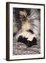 Striped Skunk-DLILLC-Framed Photographic Print