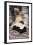 Striped Skunk-DLILLC-Framed Photographic Print