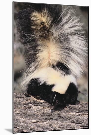 Striped Skunk-DLILLC-Mounted Photographic Print