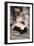 Striped Skunk-DLILLC-Framed Photographic Print