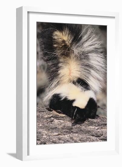 Striped Skunk-DLILLC-Framed Photographic Print