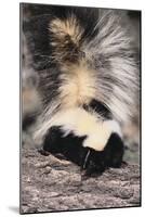 Striped Skunk-DLILLC-Mounted Photographic Print