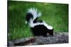 Striped Skunk-W^ Perry Conway-Stretched Canvas