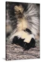 Striped Skunk-DLILLC-Stretched Canvas