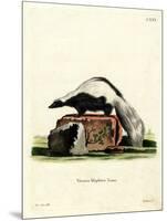 Striped Skunk-null-Mounted Giclee Print