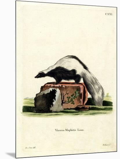 Striped Skunk-null-Mounted Giclee Print