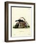 Striped Skunk-null-Framed Giclee Print