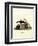 Striped Skunk-null-Framed Giclee Print