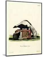 Striped Skunk-null-Mounted Giclee Print