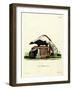 Striped Skunk-null-Framed Giclee Print