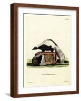 Striped Skunk-null-Framed Giclee Print