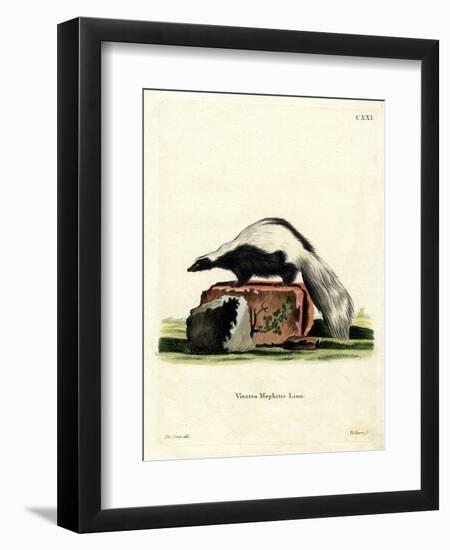 Striped Skunk-null-Framed Premium Giclee Print