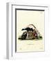 Striped Skunk-null-Framed Premium Giclee Print