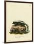 Striped Skunk-null-Framed Giclee Print