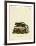 Striped Skunk-null-Framed Giclee Print