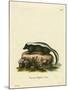 Striped Skunk-null-Mounted Giclee Print