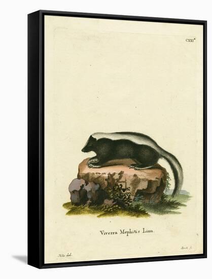 Striped Skunk-null-Framed Stretched Canvas