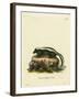 Striped Skunk-null-Framed Giclee Print