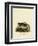 Striped Skunk-null-Framed Premium Giclee Print